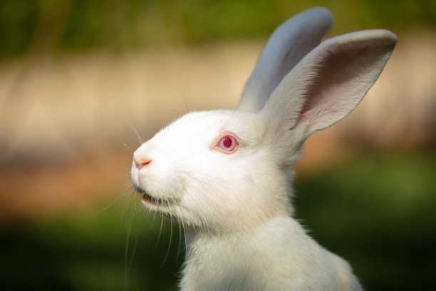 小白兔图片下载