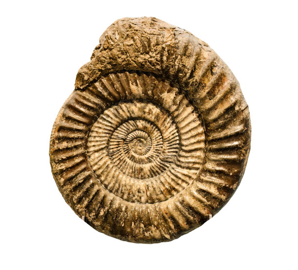 Marine animal mollusk fossil impint图片下载
