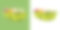 绿色塑料花盆里的报春花。花的正面视图孤立在白色和绿色的背景。春天，园艺和鲜花礼品概念或温室和花店图片下载