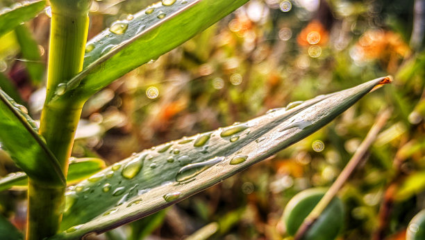 雨后植物获得的新鲜感2 -库存照片图片下载