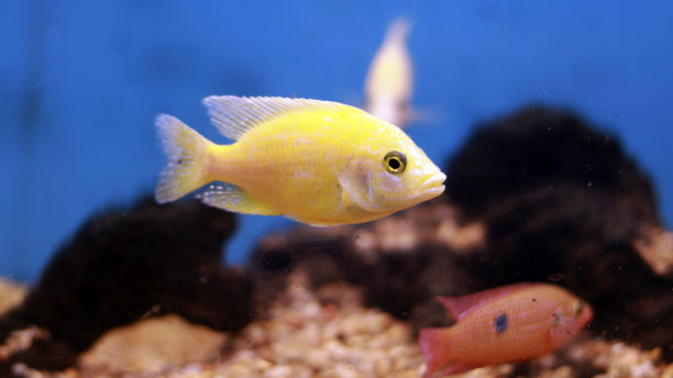 淡水水族黄鱼图片下载