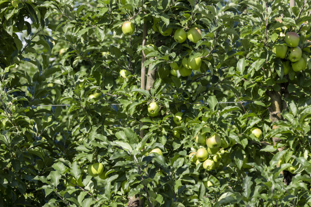 青苹果未成熟的苹果园图片下载