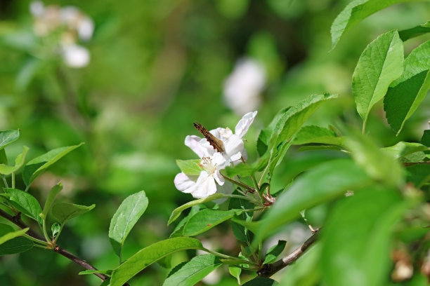 一只蝴蝶在春天的苹果上开花图片下载