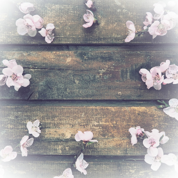 木板上的苹果树或桃树的粉红色花朵。精致的花序排列成圆形。软的焦点。主题为春季，度假，水疗，美容，家居室内。平铺复制空间。静物画图片下载