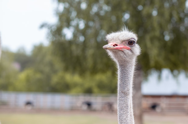 鸵鸟的头部特写。不会飞的鸵鸟鸟图片下载