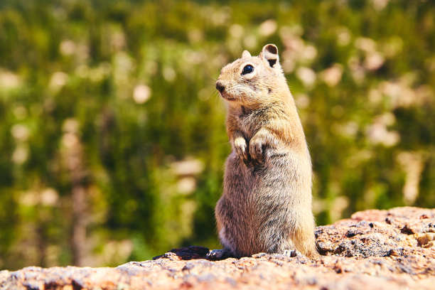 花栗鼠坐直了看着镜头图片下载
