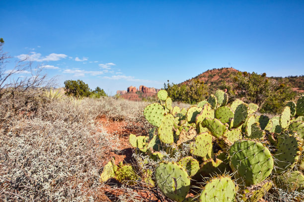 仙人掌植物的细节与刺在沙漠与红色岩石山的背景和蓝天图片下载