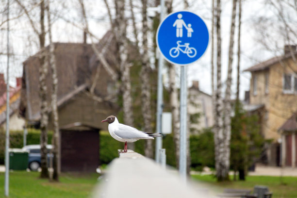 一只海鸥站在“禁止停车”牌子旁边的栏杆上。图片下载