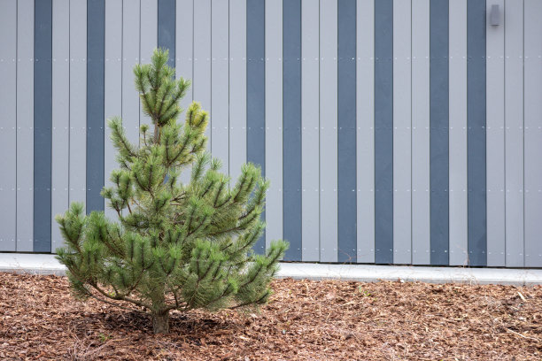 一棵松树矗立在一座建筑物前，周围是木屑。图片下载