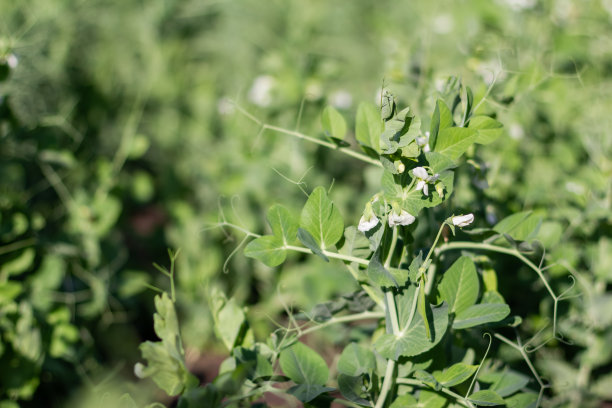 白色的豌豆花在花园里。美丽的灌木豌豆植物背景。选择性地关注一个分支。图片下载