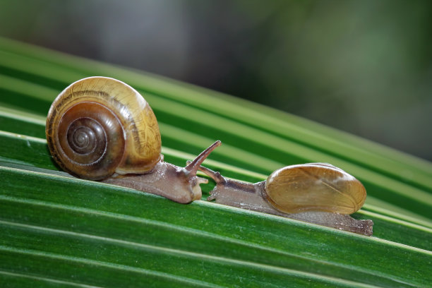 蜗牛特写图片下载