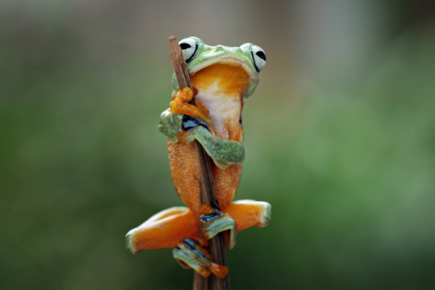 飞枝树蛙(racophorus reinwardtii)图片下载