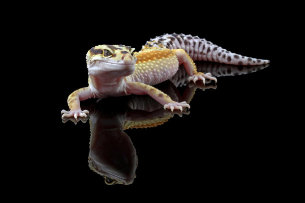 豹壁虎蜥蜴全长身体图片下载