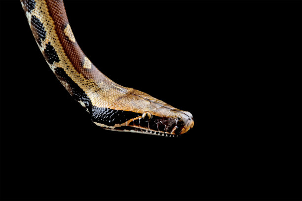 头部血蟒的特写图片下载