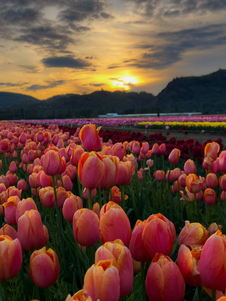 日落时分的郁金香节图片下载