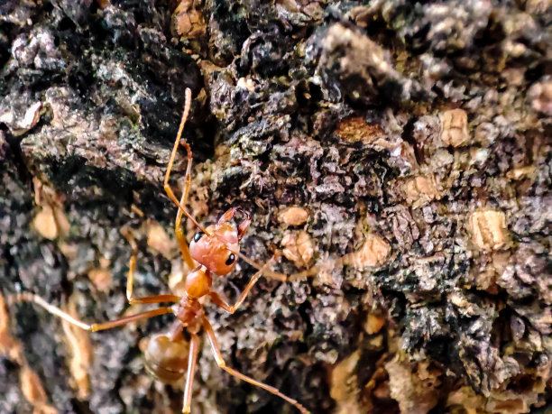 编织蚁图片下载