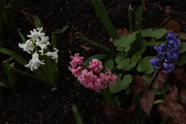 植物园花卉图片下载