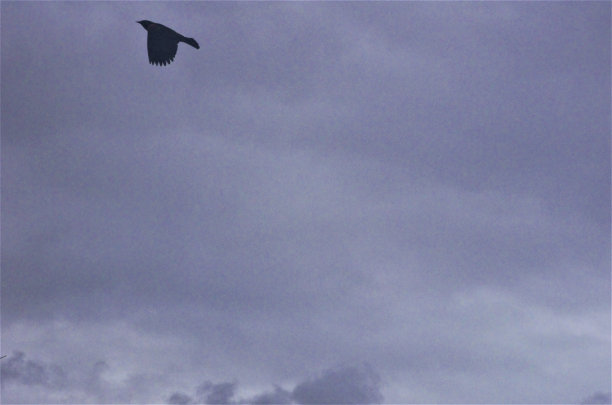 一只鸟飞过天空的剪影图片下载