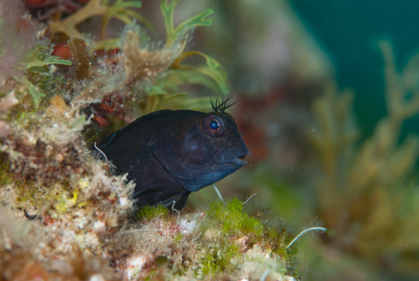 毛角环颈长角图片下载