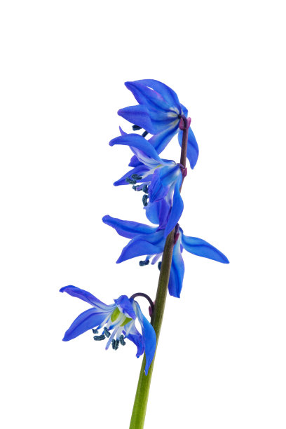 春报春花，雪花莲花，有茎，孤立在白色背景上图片下载