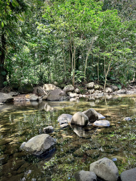 热带森林中的小溪图片下载