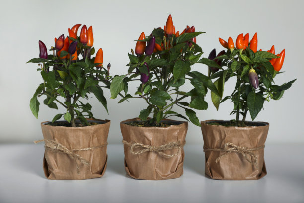 辣椒一年生植物。许多盆栽多色辣椒在浅灰色的背景图片下载