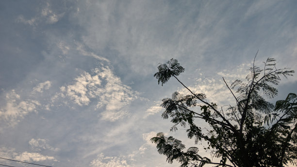 植物剪影图片下载