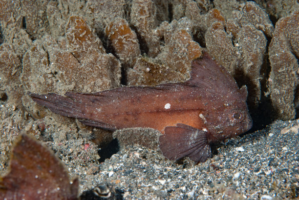 带刺的小黄蜂图片下载