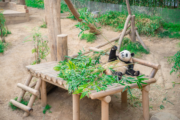 一只成年熊猫坐在那里嚼着绿色的竹叶图片下载
