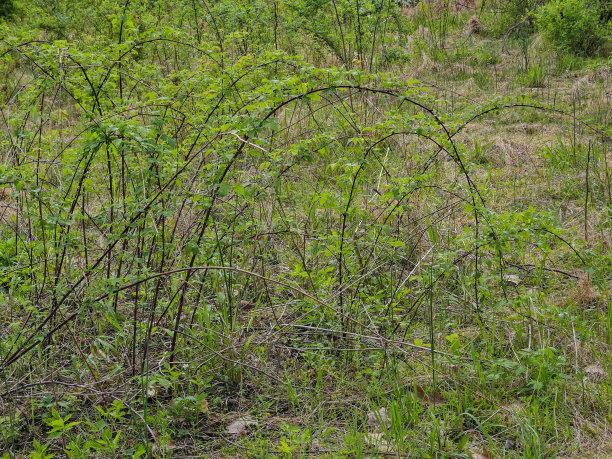 高银行地铁公园田野麻雀隐藏在循环的树枝下图片下载