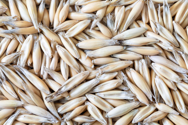 未剥皮燕麦颗粒纹理背景，俯视图，Avena，微距图片下载