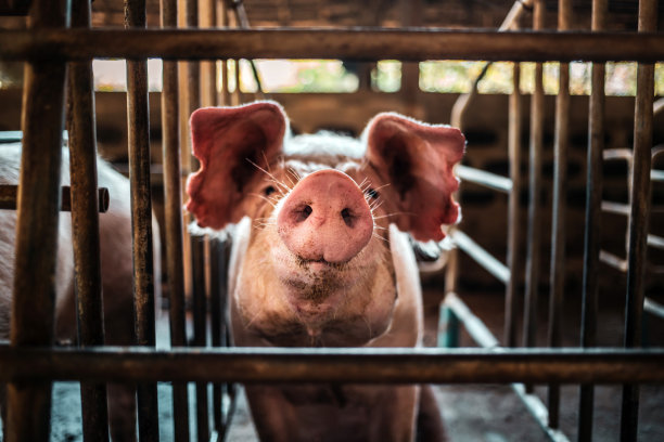 可爱的种猪的肖像与肮脏的鼻子，猪的鼻子特写。农场的大猪在猪圈里，动物农场的小家猪在室内图片下载