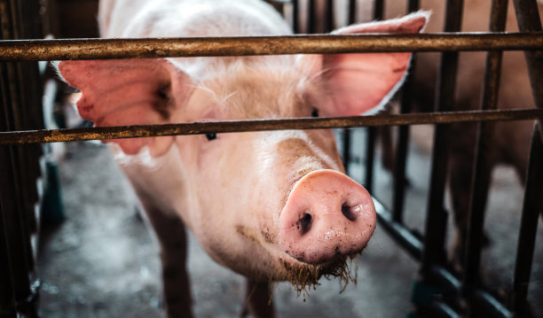 可爱的种猪的肖像与肮脏的鼻子，猪的鼻子特写。农场的大猪在猪圈里，动物农场的小家猪在室内图片下载