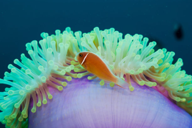 粉红海葵鱼两栖类图片下载