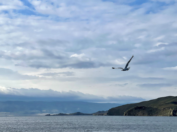 海鸥在贝加尔湖上空飞翔图片下载