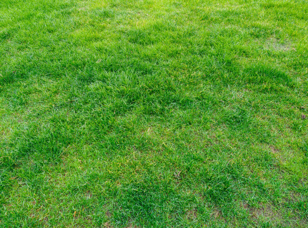 草地的背景图片下载