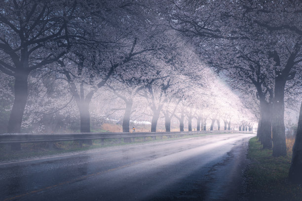 雨后闪耀图片下载