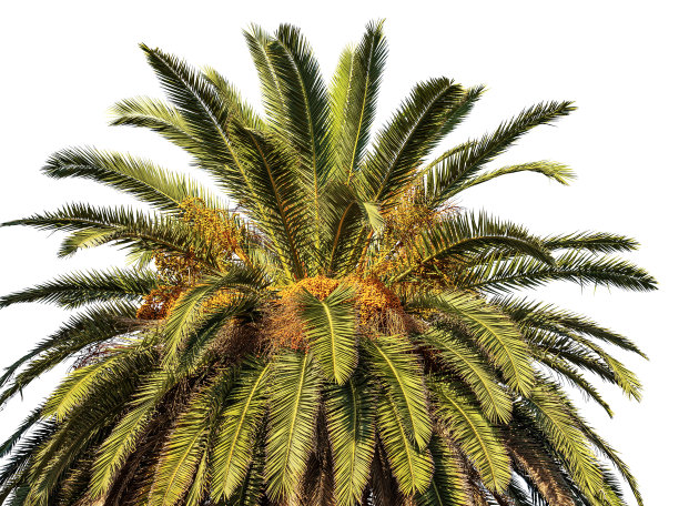 白底孤立的枣椰树特写图片下载