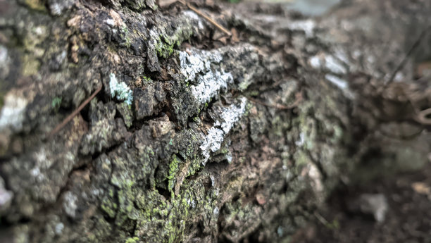 倒下的树干特写图片下载