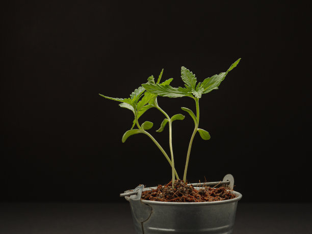 黑色背景下盆栽植物中的大麻幼苗。图片下载