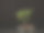 黑色背景下盆栽植物中的大麻幼苗。图片下载