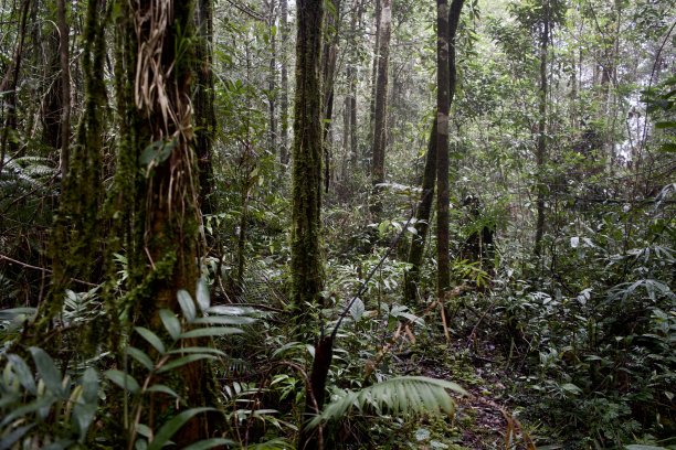 亚齐的纳甘拉亚保护林图片下载