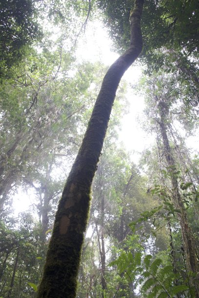 亚齐的纳甘拉亚保护林图片下载