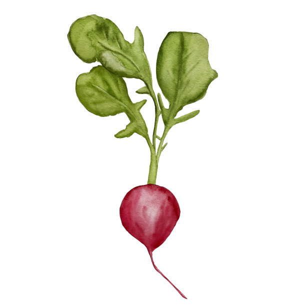 带叶萝卜图片下载