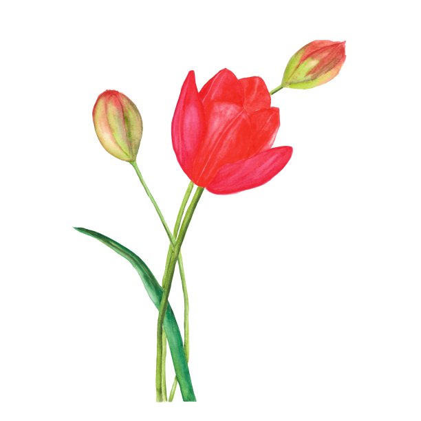 郁金香水彩图片下载