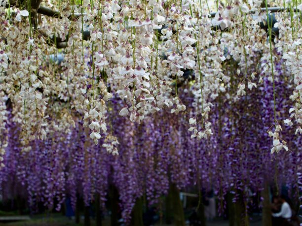 一排排白色和紫色的紫藤图片下载