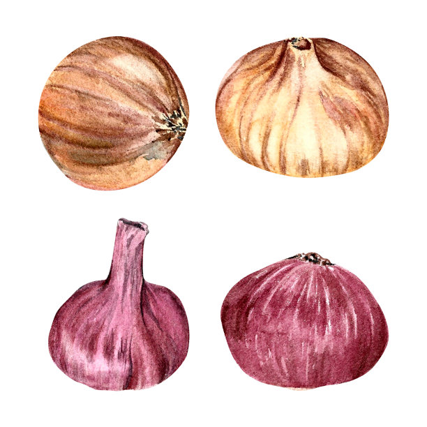 洋葱红黄相间，以水彩画孤立白色背景手绘图片下载