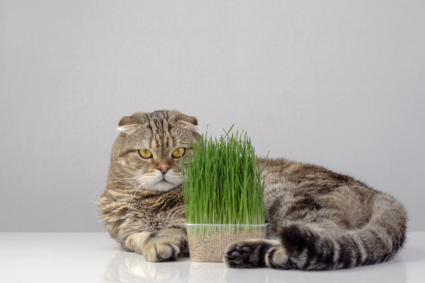 一只大眼睛的虎斑猫的肖像。图片下载