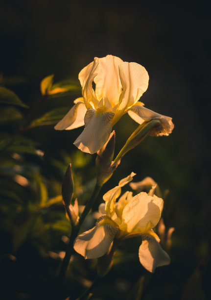 傍晚，太阳照亮了鸢尾花的花瓣图片下载