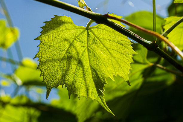 背光下的绿叶葡萄图片下载
